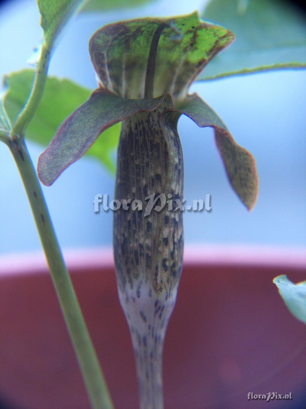 Arisaema auriculatum