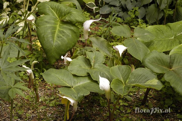 Arisaema candidissimum