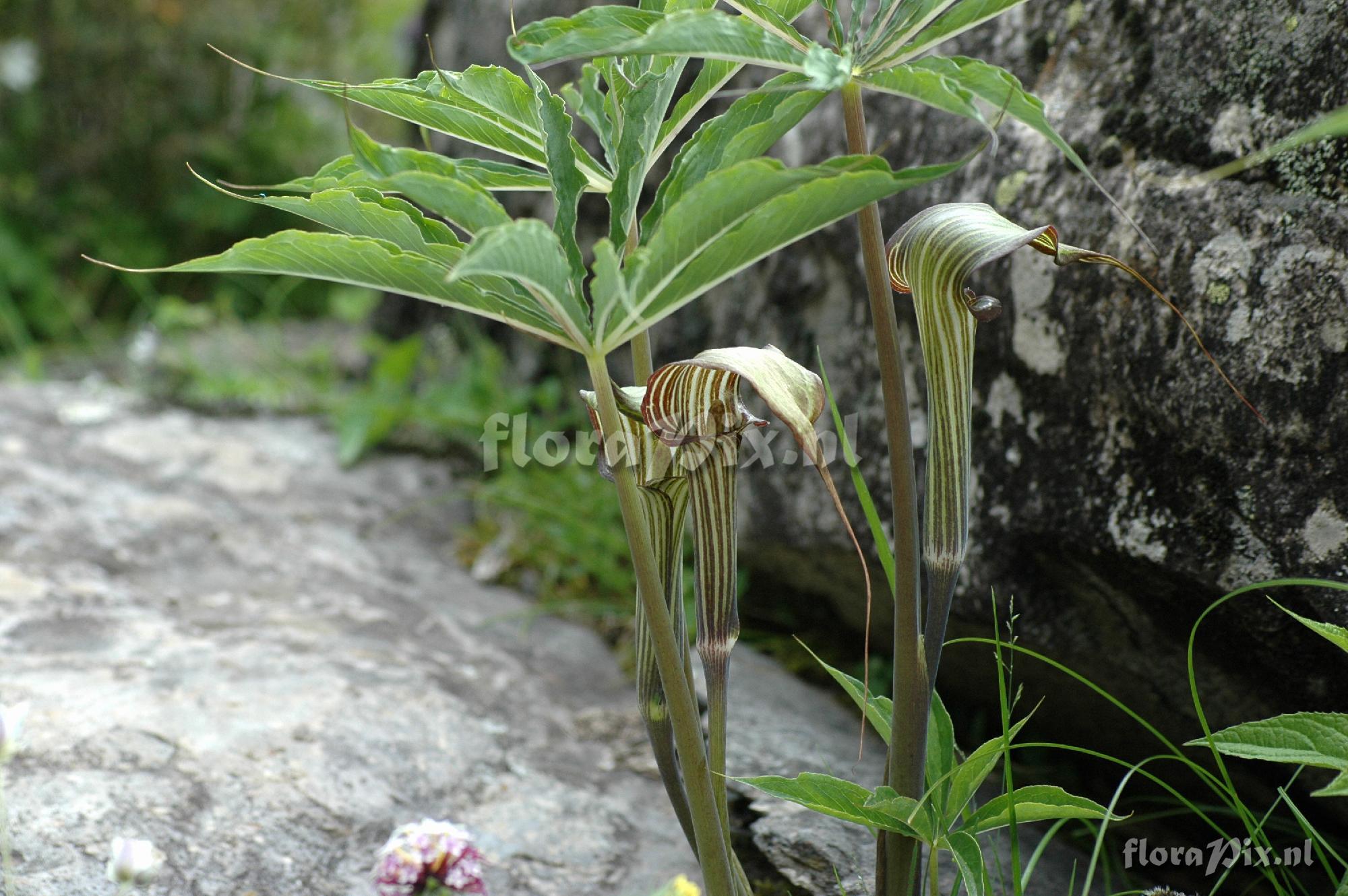 Arisaema ciliatum var. liubaense