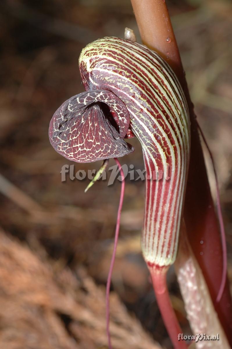 Arisaema dahaiense