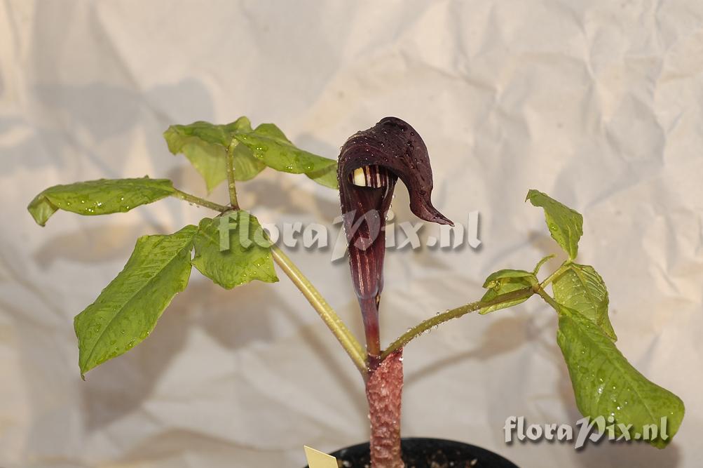 Arisaema engleri