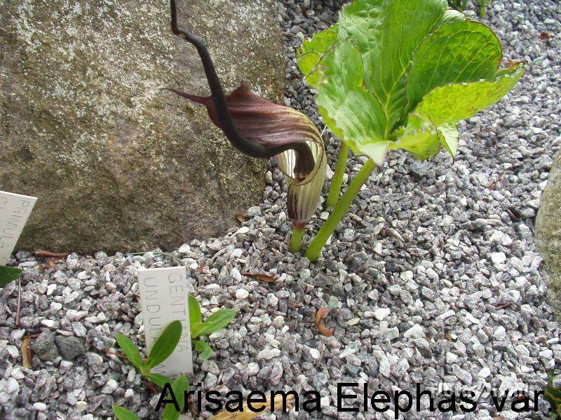 arisaema elephas