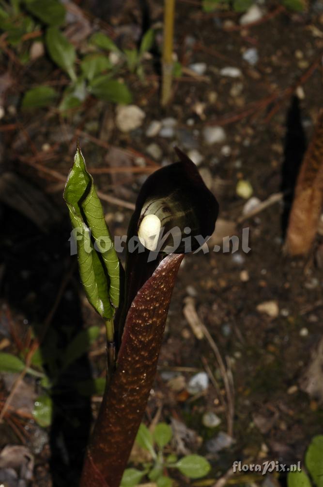 Arisaema engleri