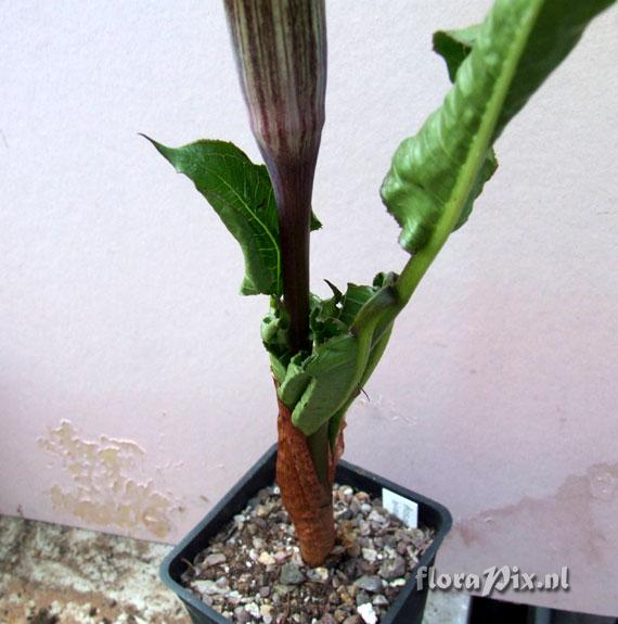 Arisaema engleri