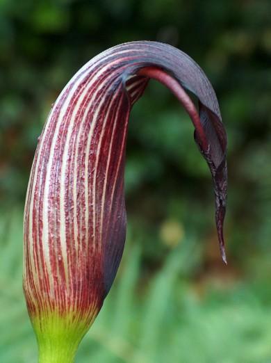 Arisaema elephas