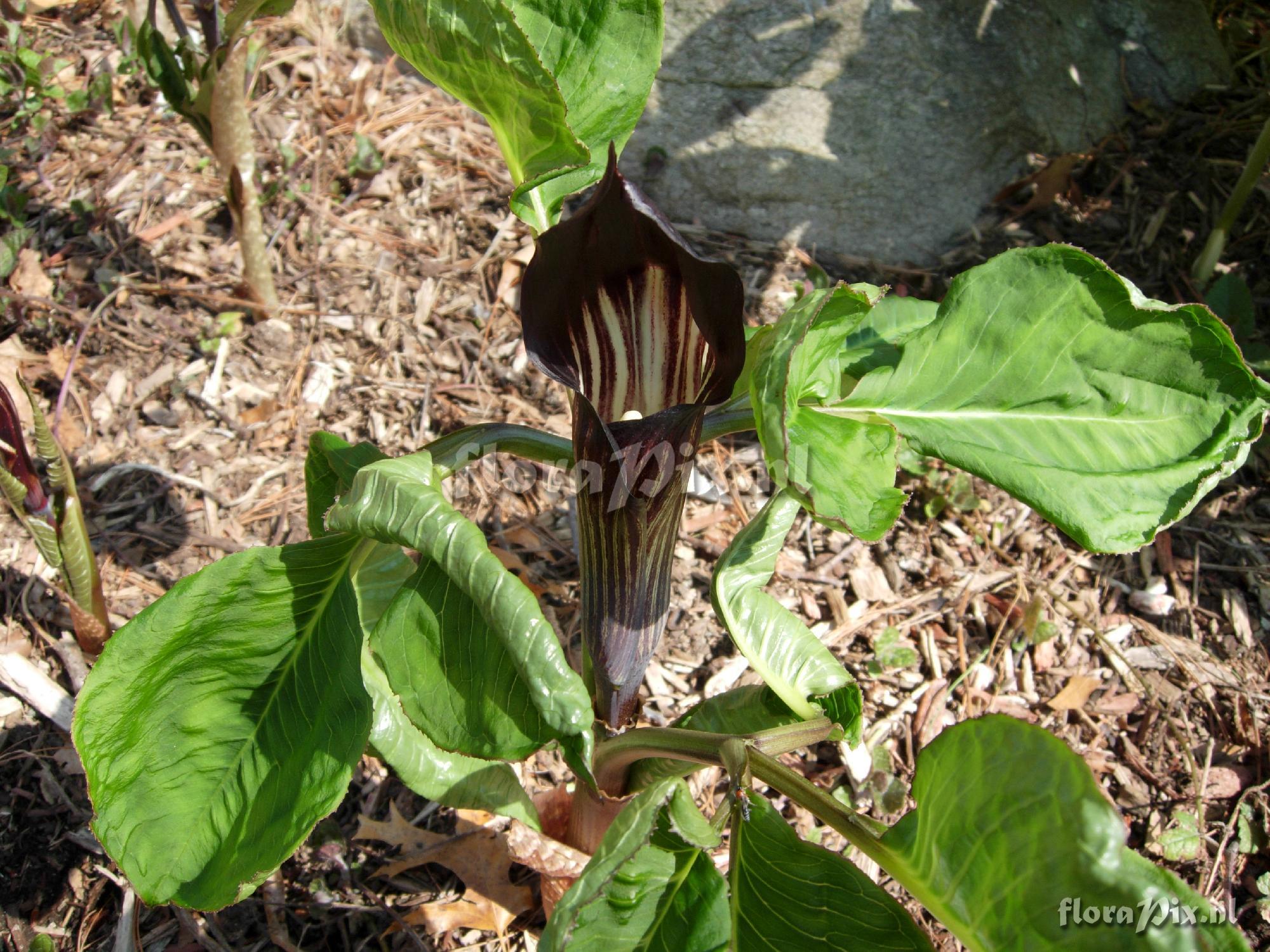 Arisaema engleri