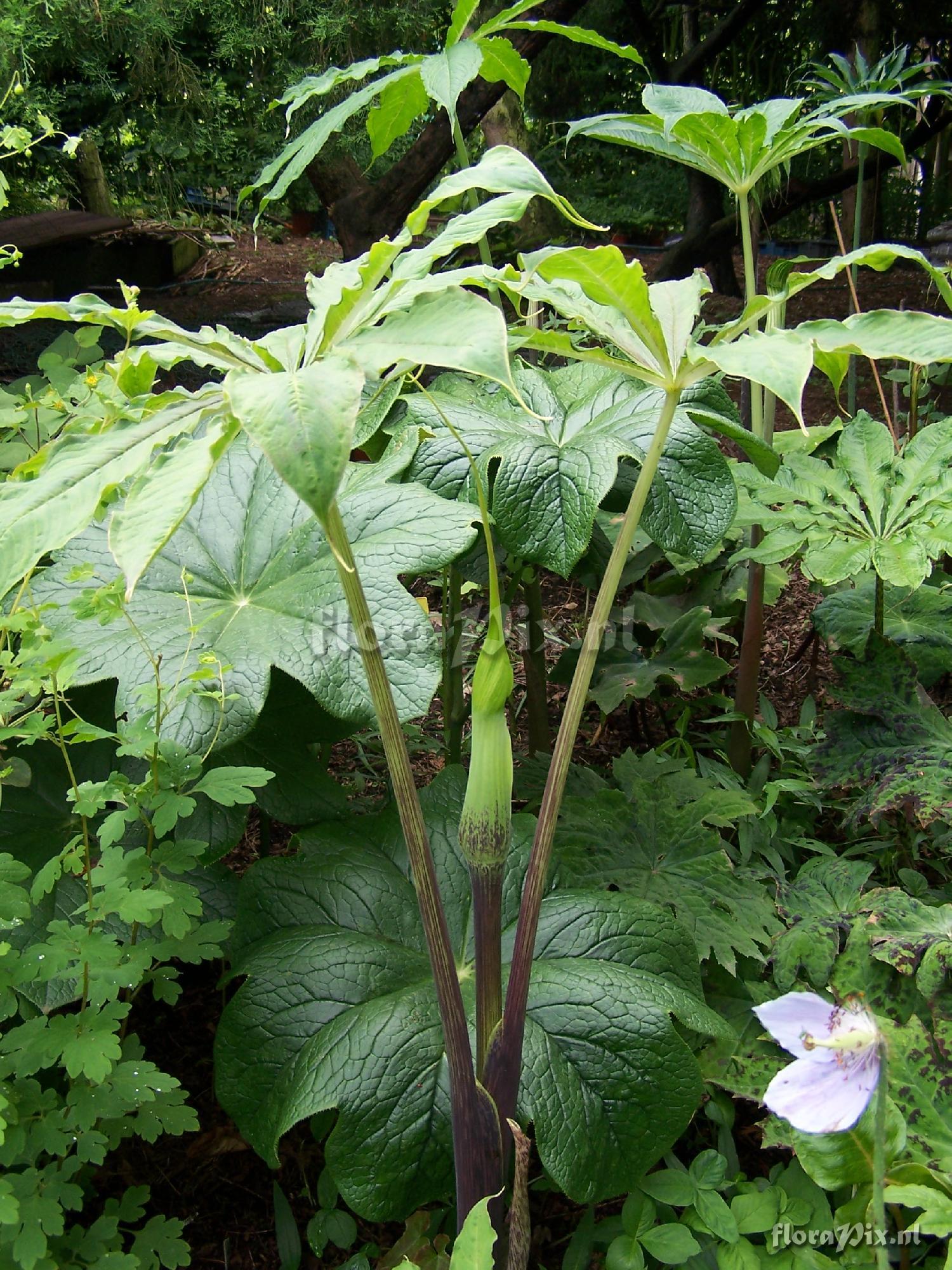 Arisaema exappendiculatum