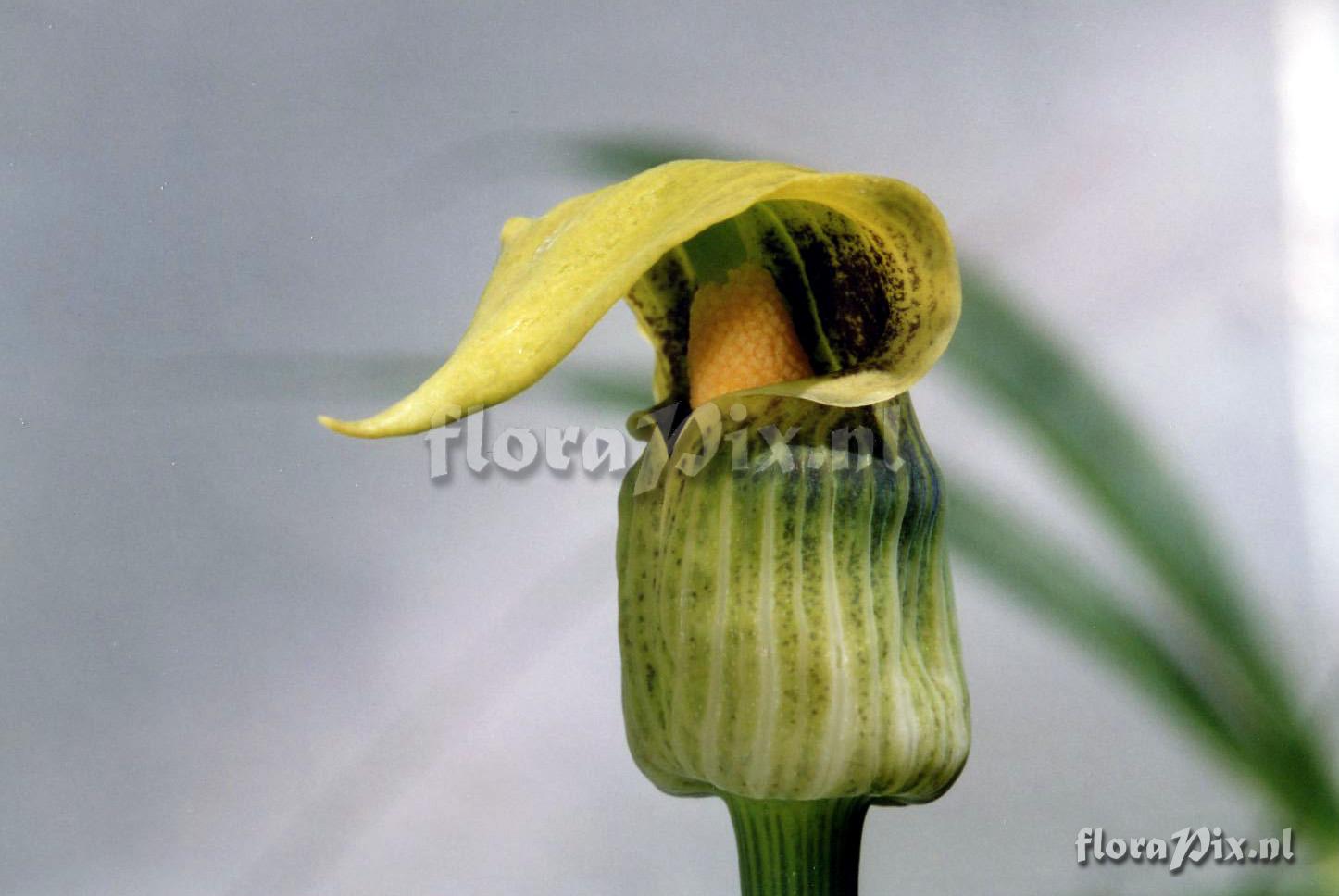 Arisaema flavum