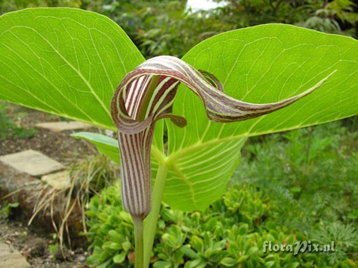 Arisaema fargesii