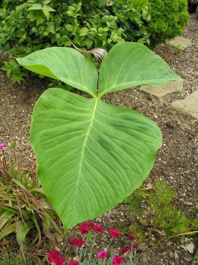 Arisaema fargesii