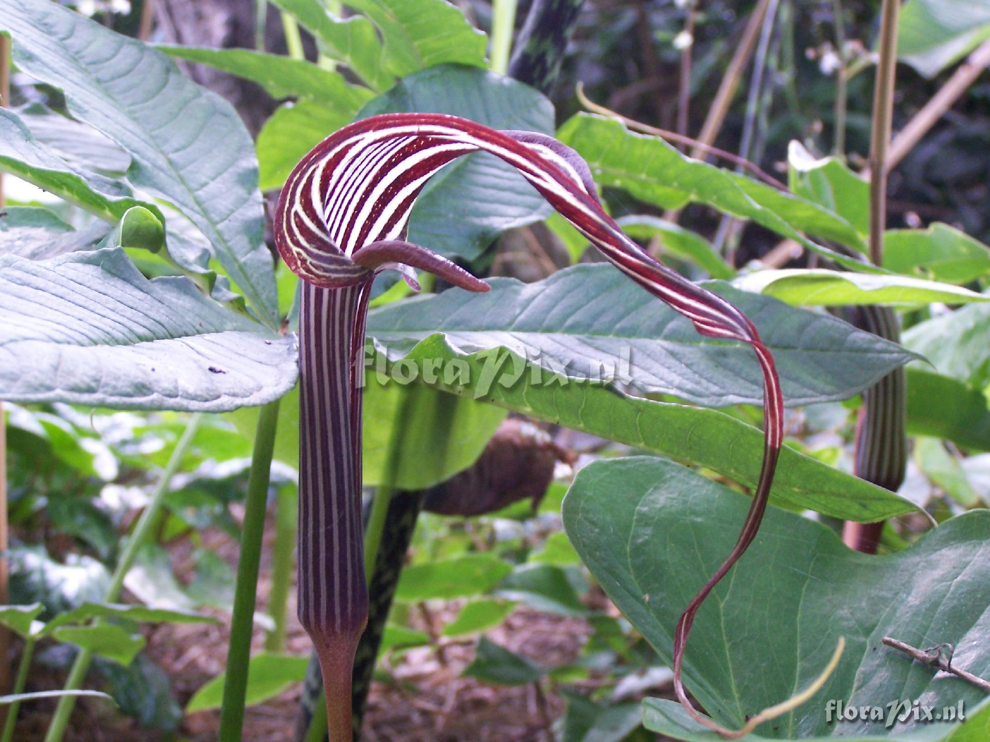 Arisaema fargesii