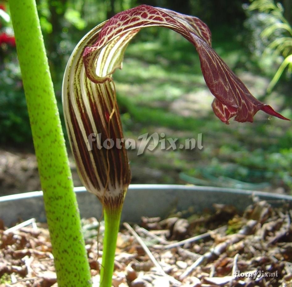 Arisaema wilsonii x griffithii- side view