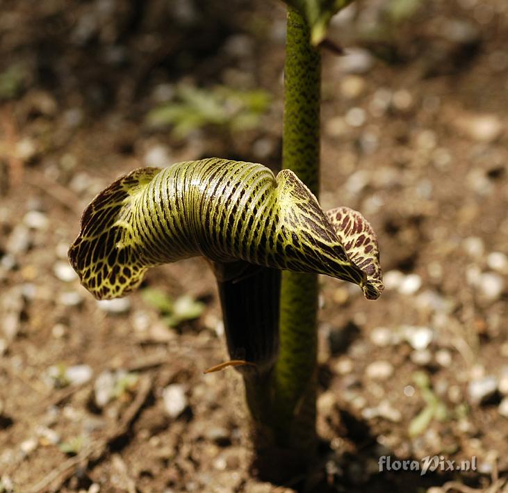 Arisaema graffitii.jpg