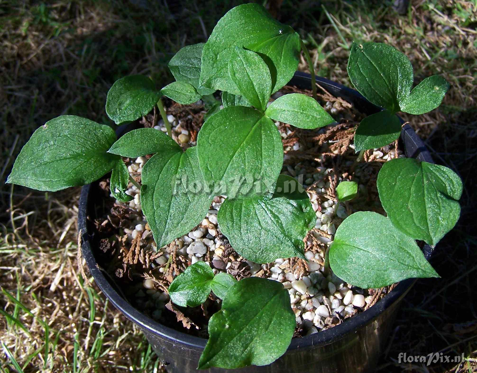 Arisaema heterophyllum