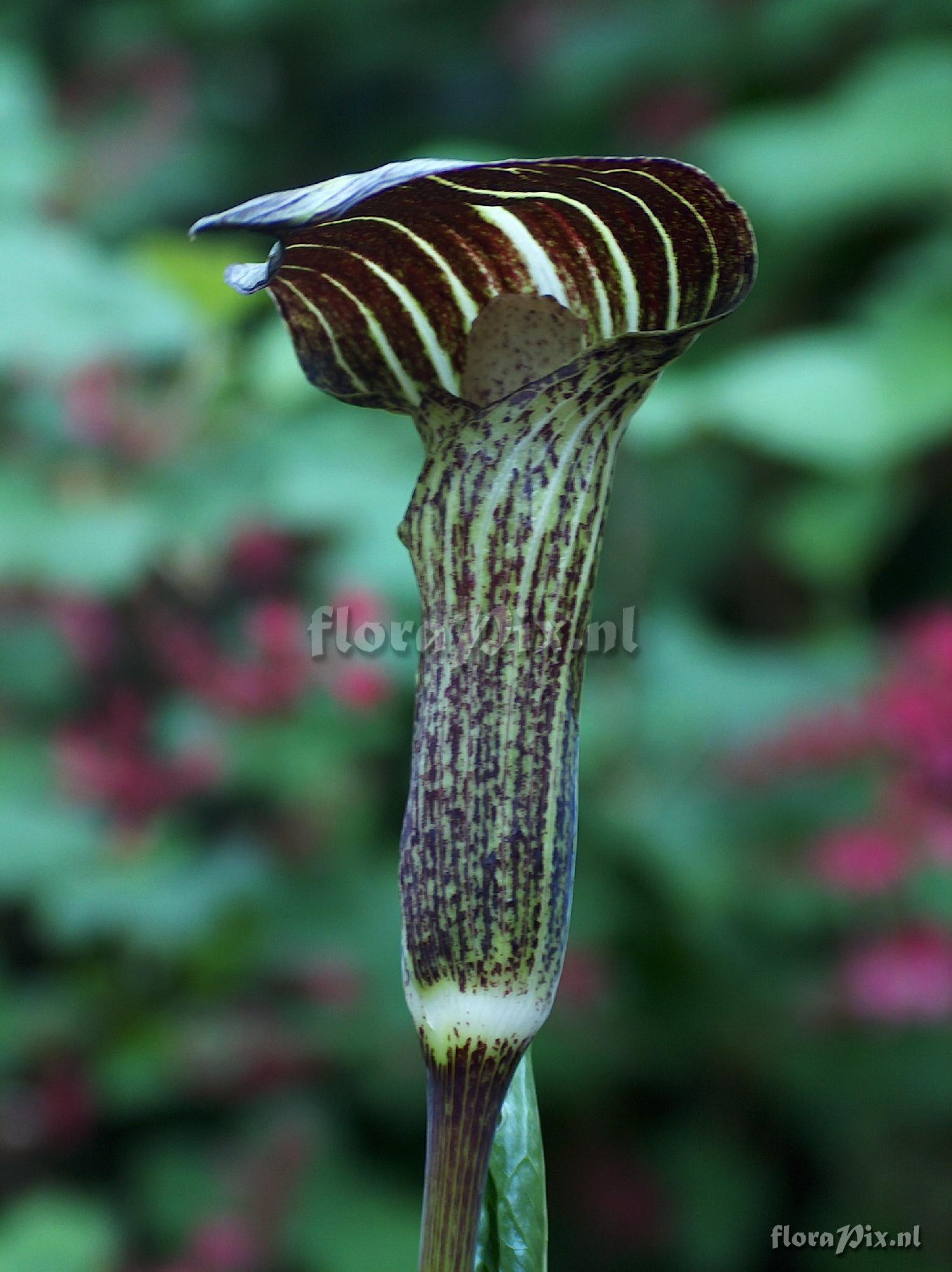 Arisaema ishizuchiense