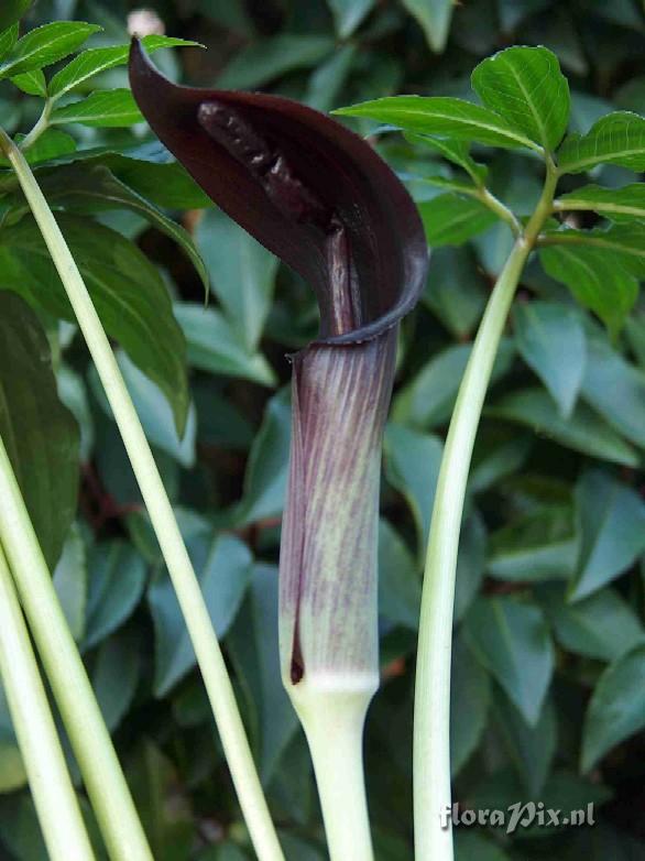 Arisaema ilanense