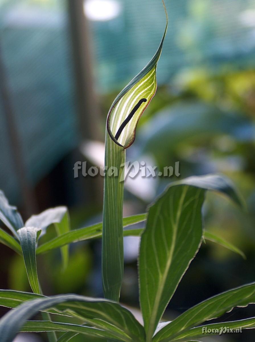 Arisaema jacquemontii