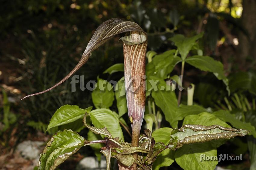 Arisaema kishidae