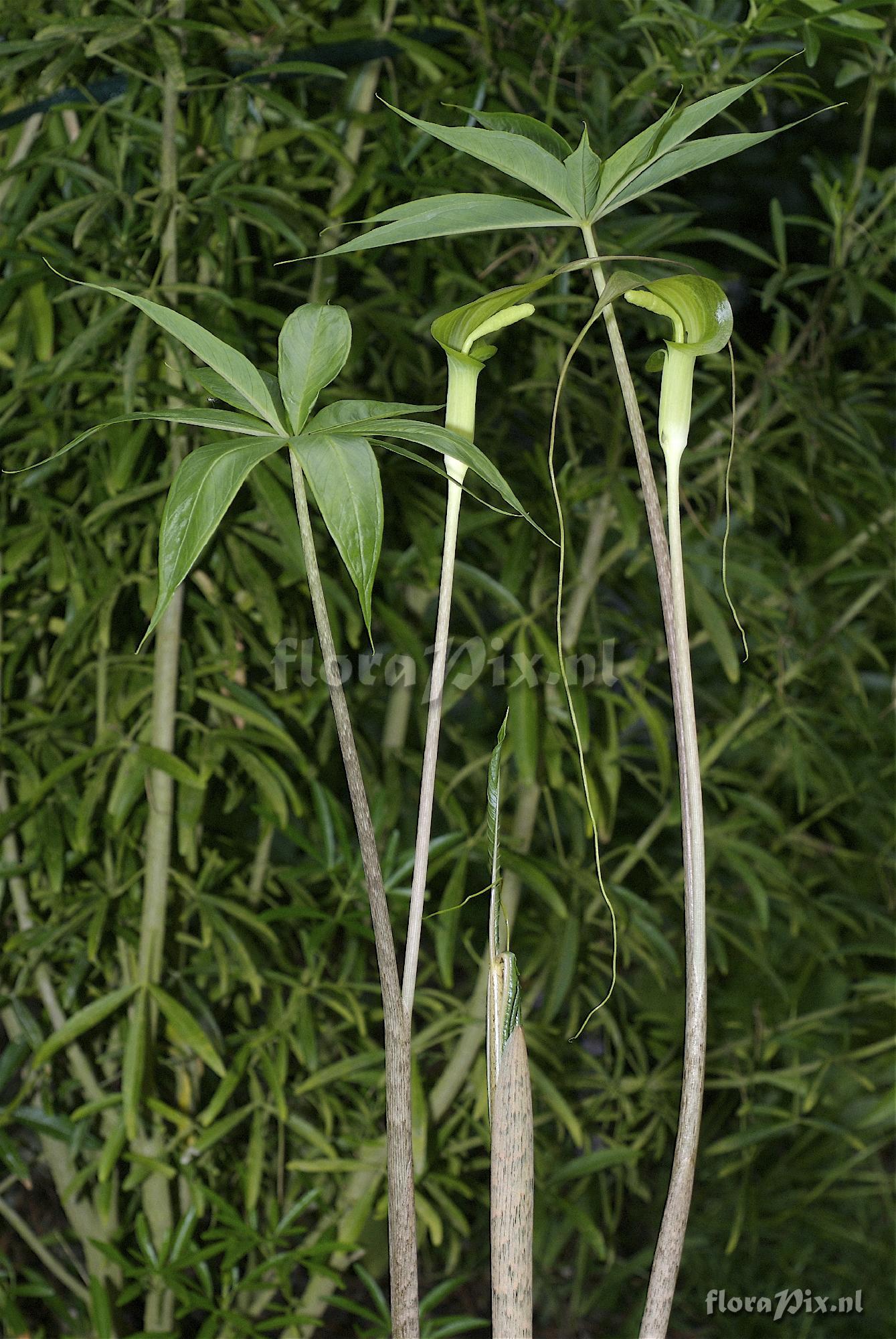 Arisaema kerrii