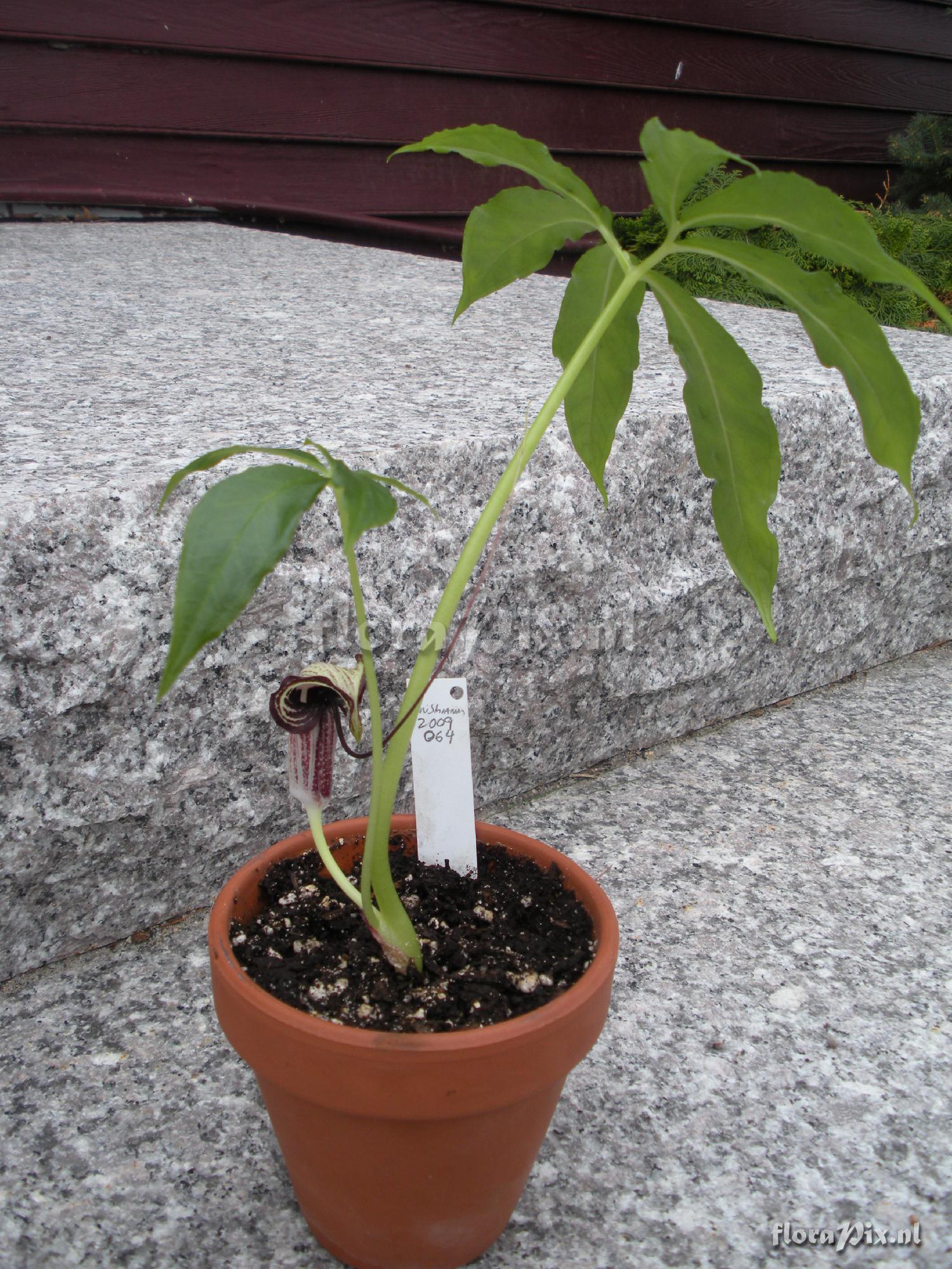 Arisaema kiushianum