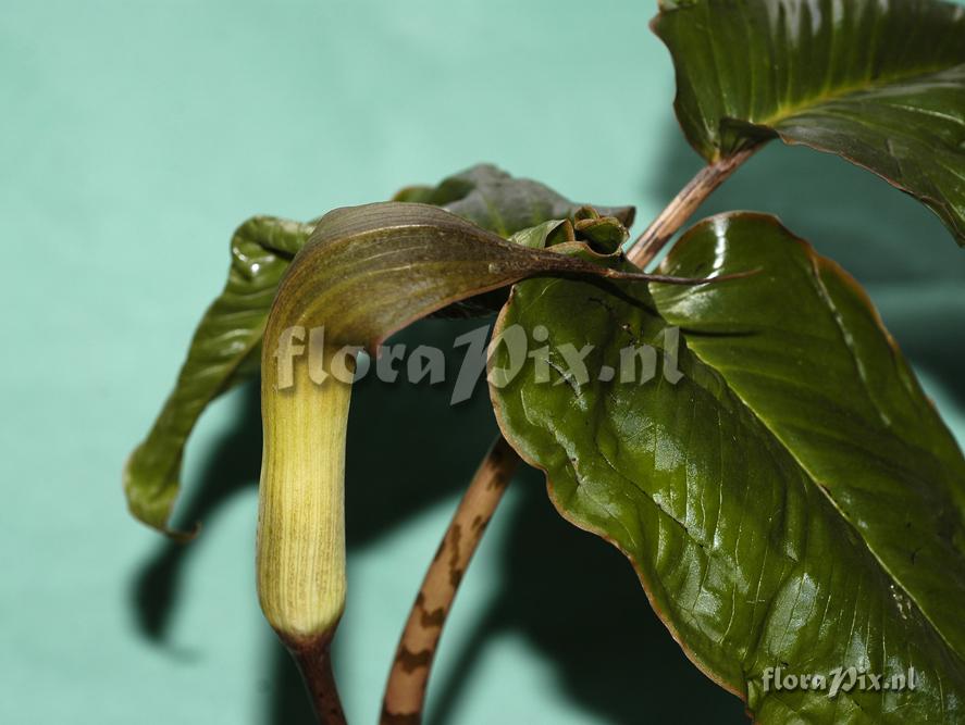 Arisaema lobatum