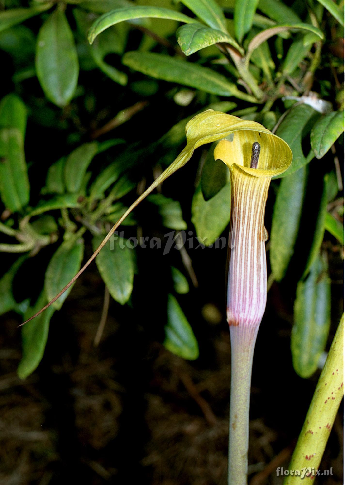 Arisaema muratae