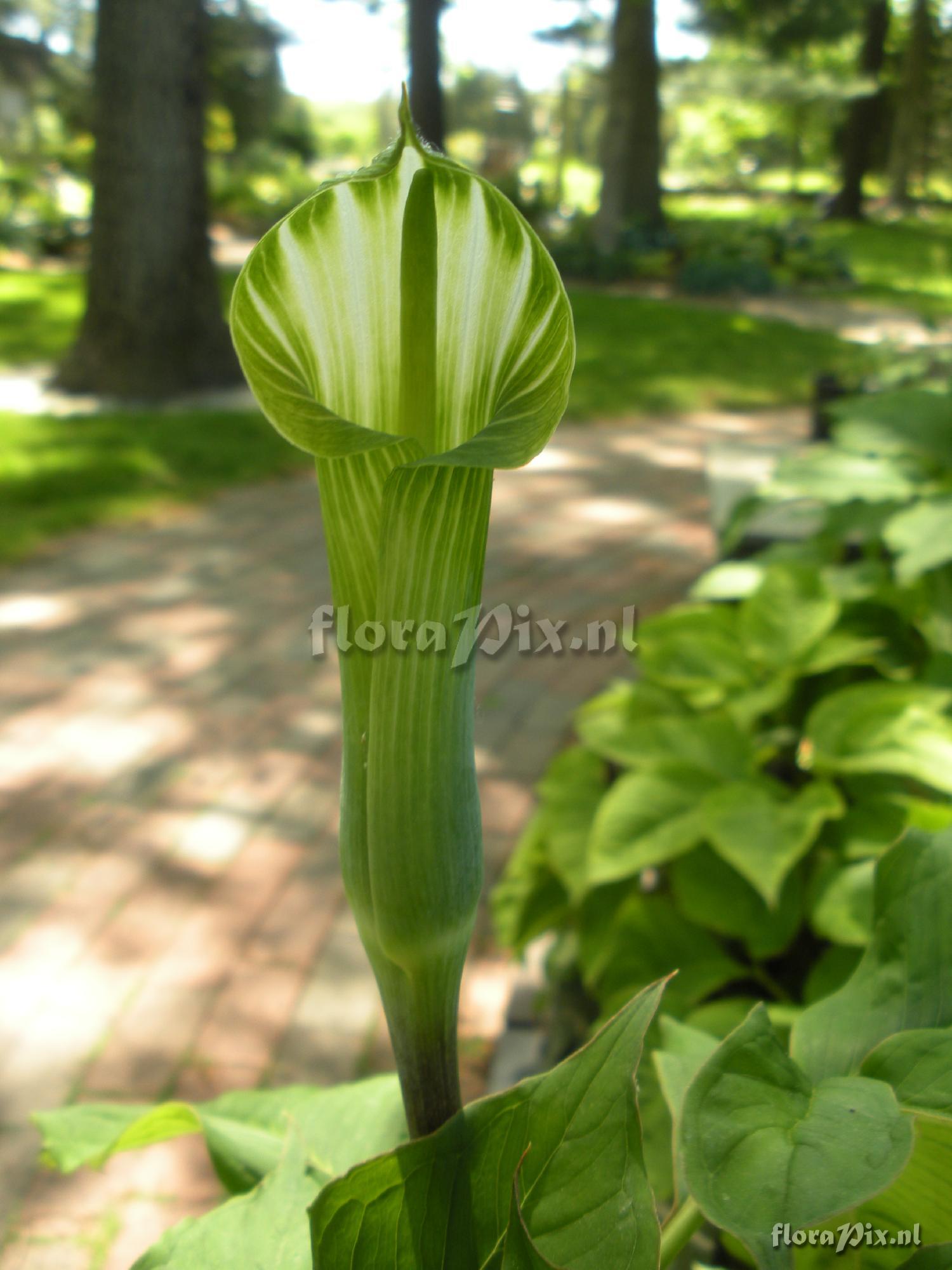 Arisaema maximowiczii ssp. tashiroi