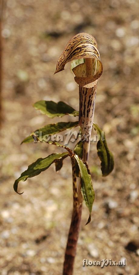 Arisaema nepenthoides