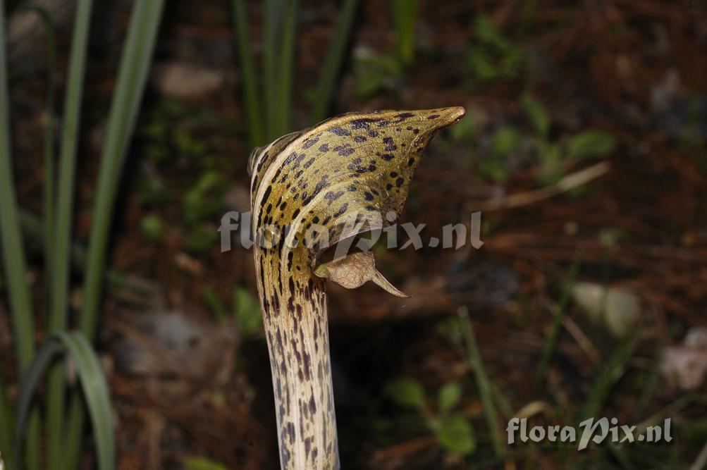 Arisaema nepenthoides