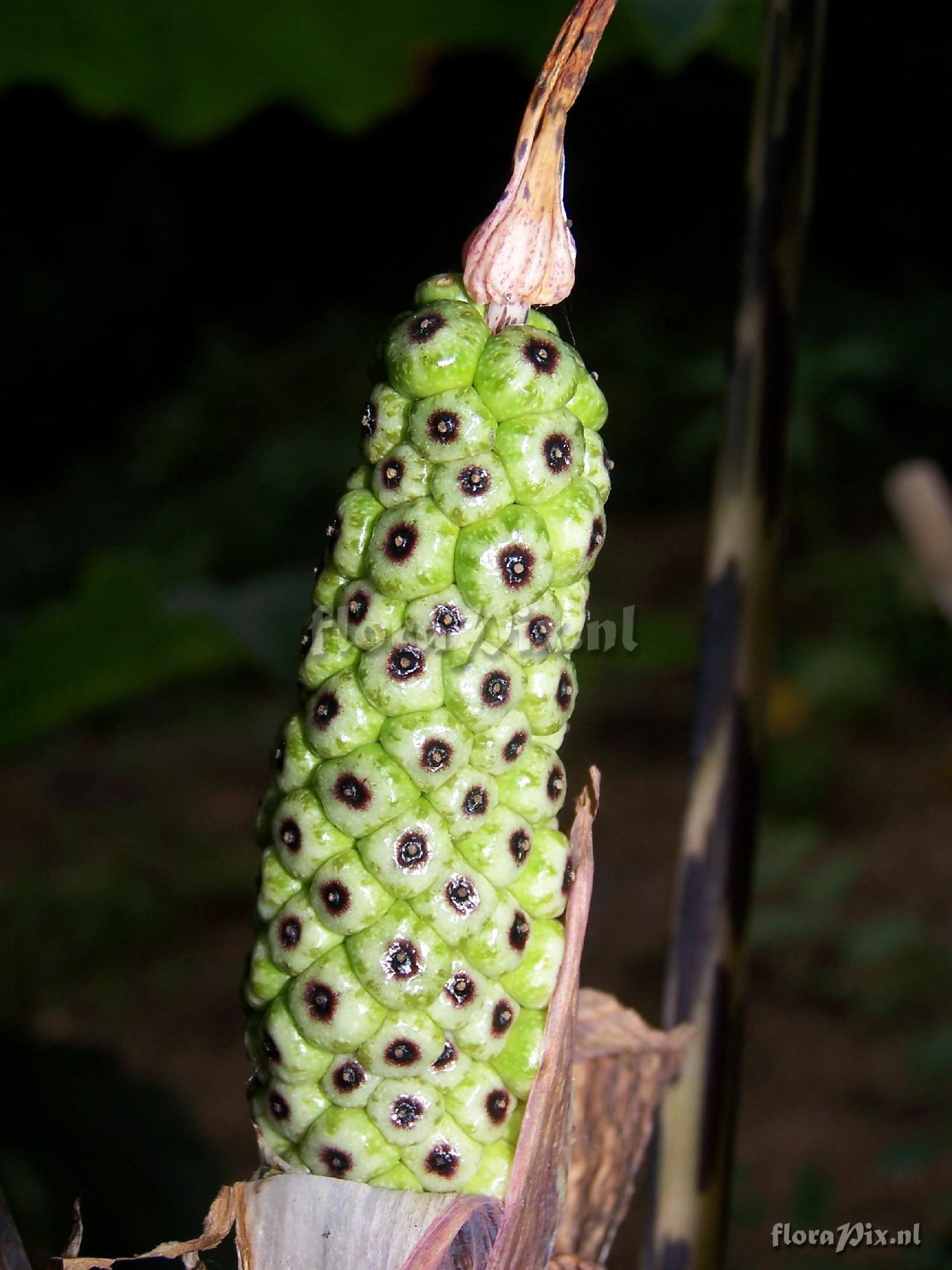 Arisaema nepenthoides