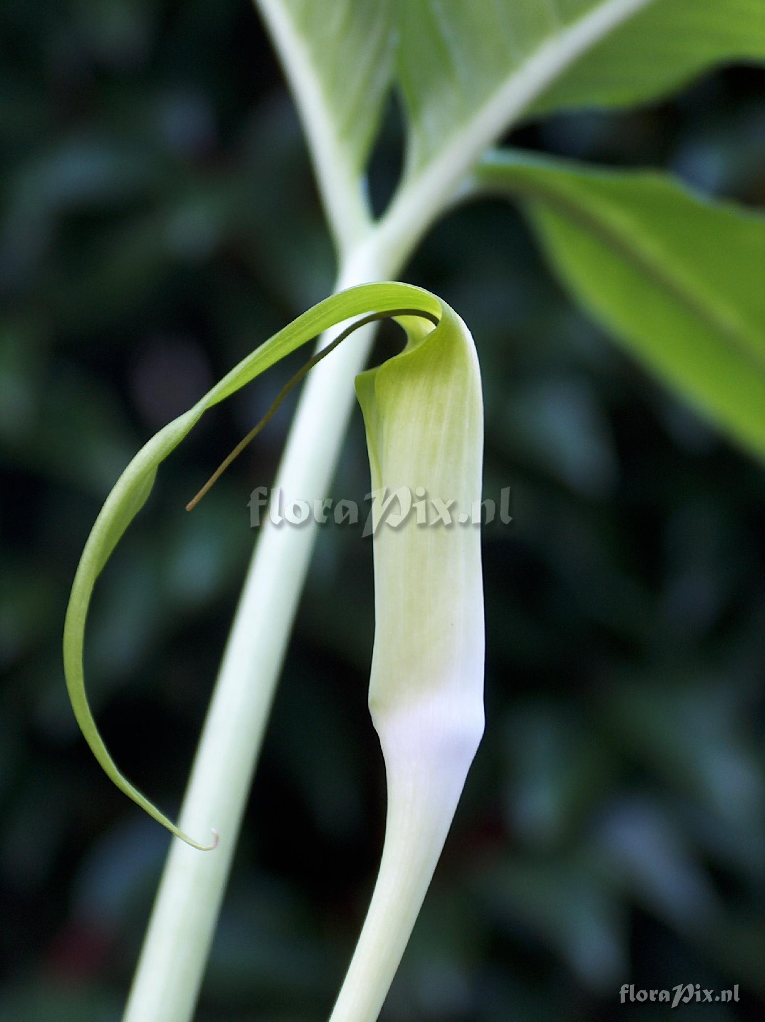 Arisaema pachystachyum