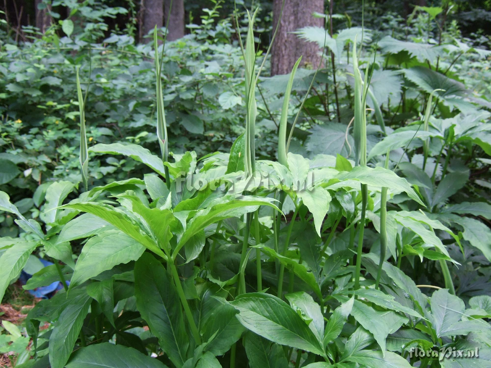 Arisaema