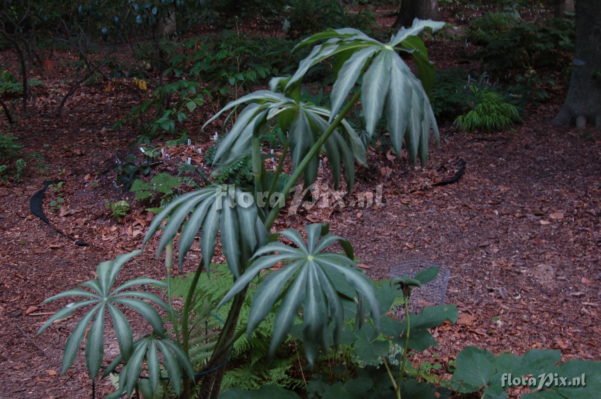 Arisaema consanguineum "The Perfect Wave