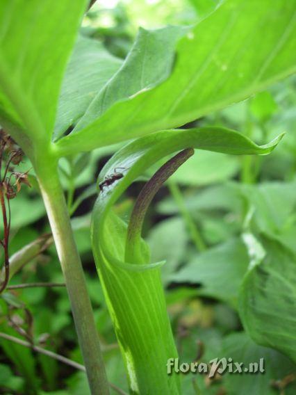 Arisaema quinatum