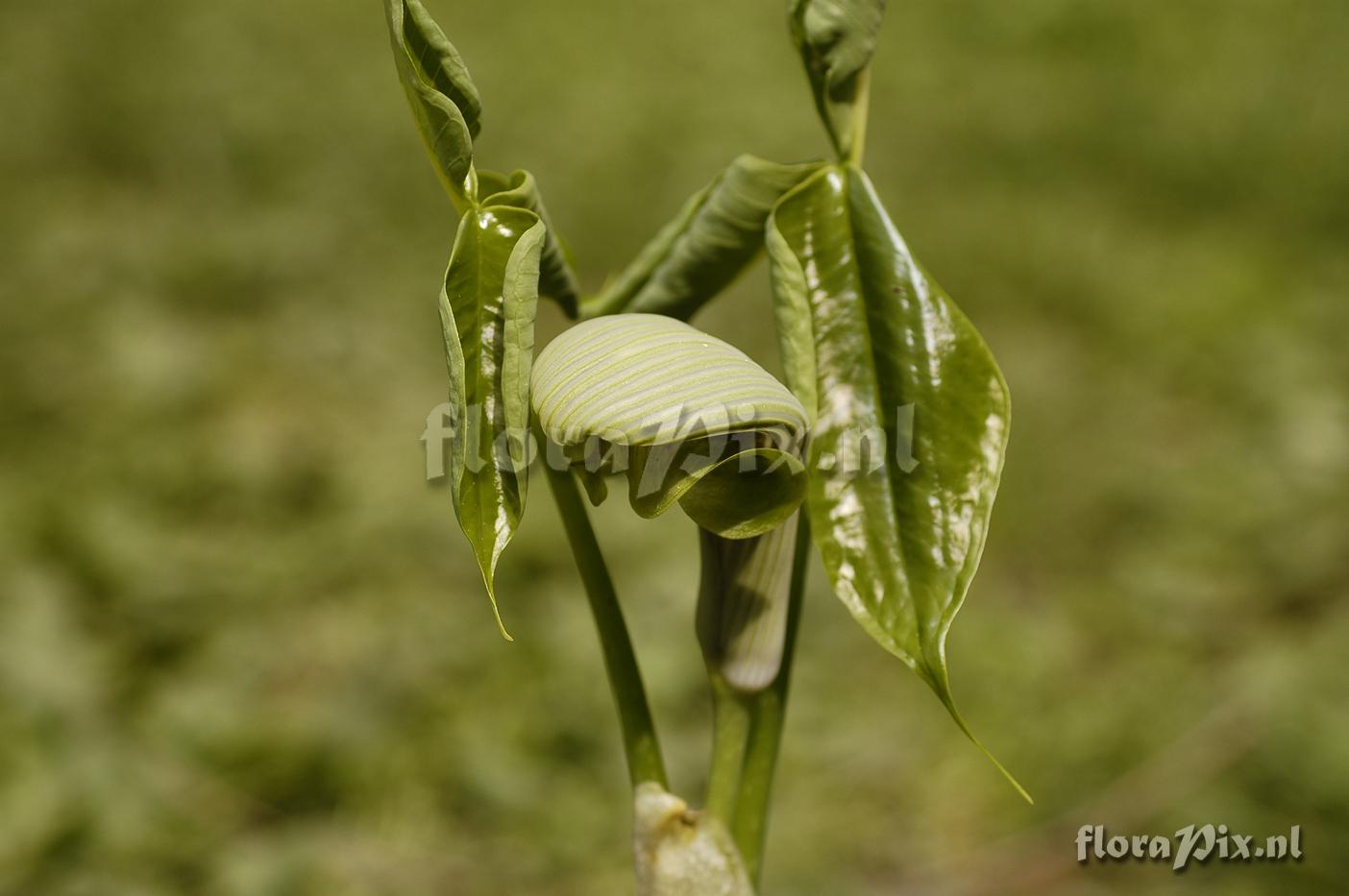 Arisaema ringens