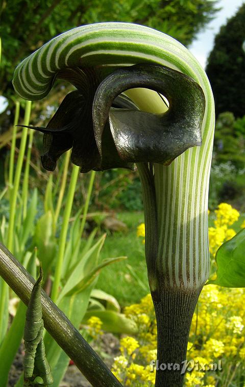 Arisaema ringens