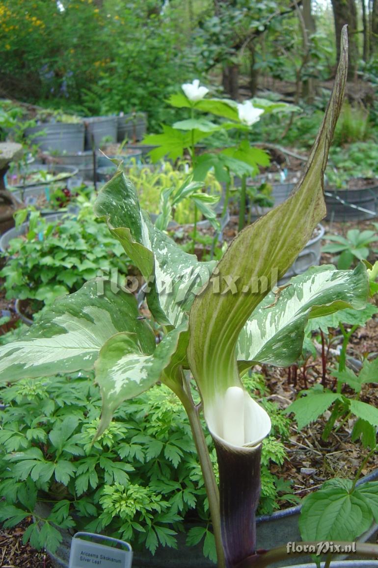 Arisaema sikokianum (silver leaf form)