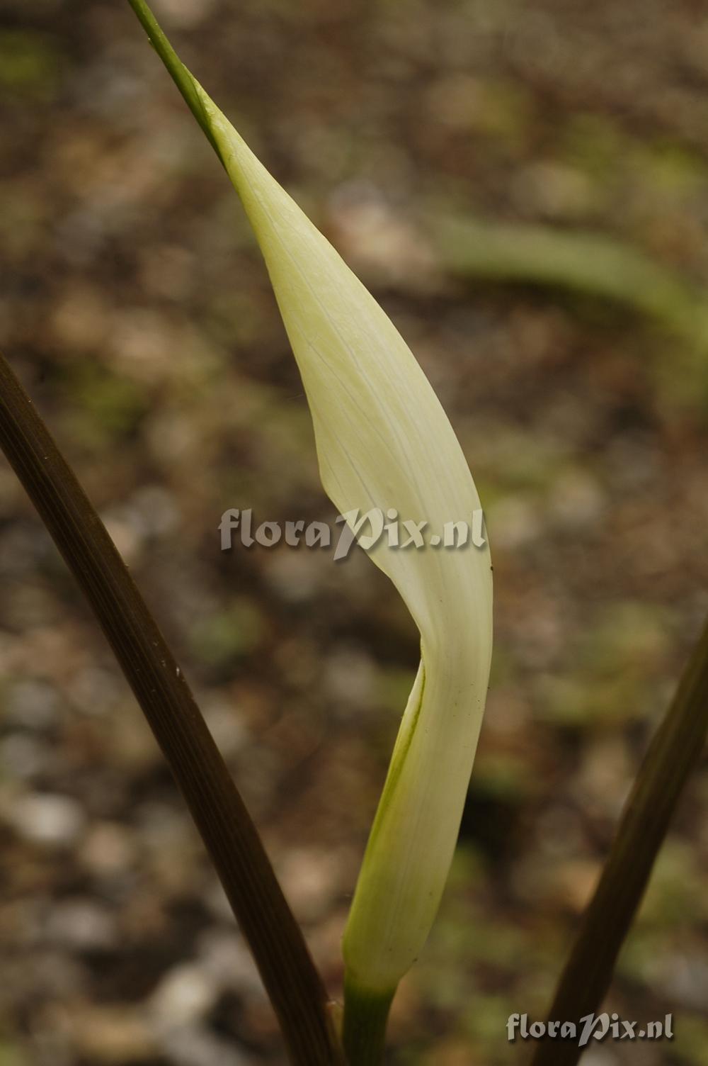 Arisaema saxatile