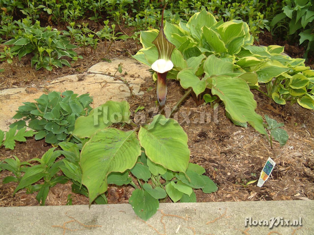 Arisaema sikokianum