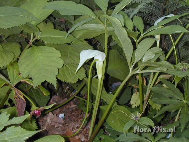 Arisaema saxatile/wumengense