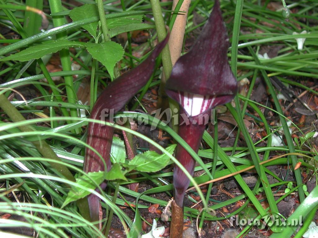 Arisaema sazenzoo