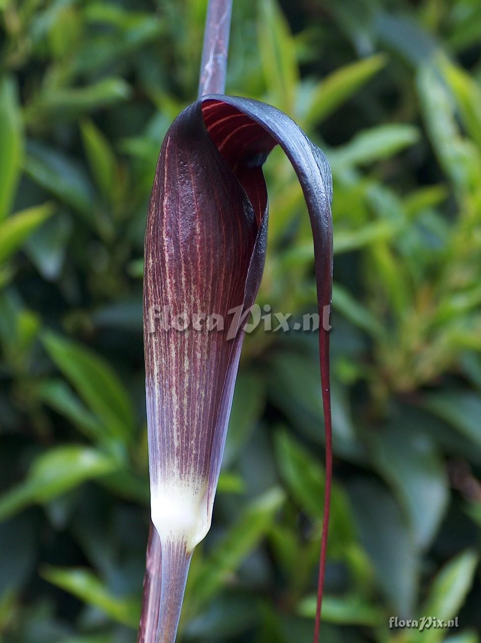 Arisaema sukotaiense