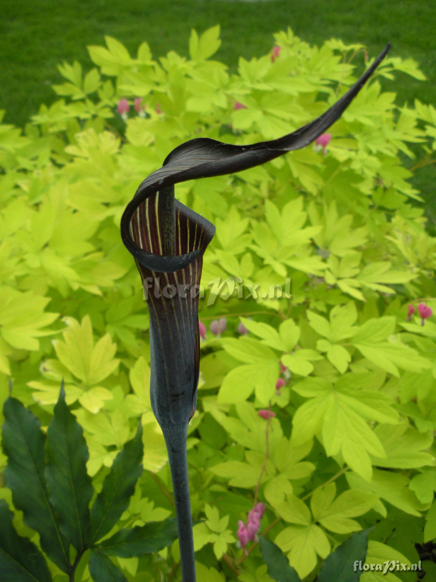 Arisaema serratum