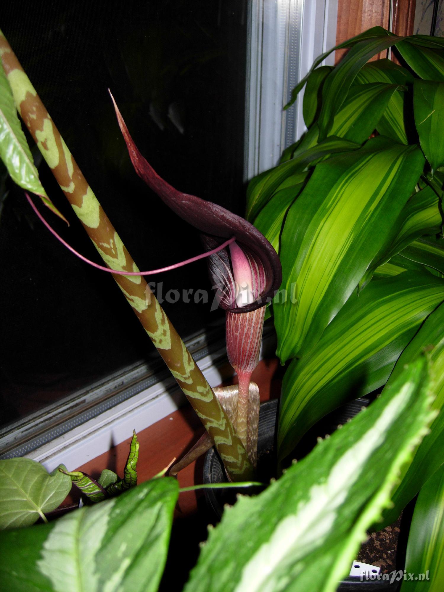 Arisaema speciosum