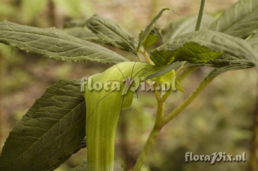 Arisaema tortuosum