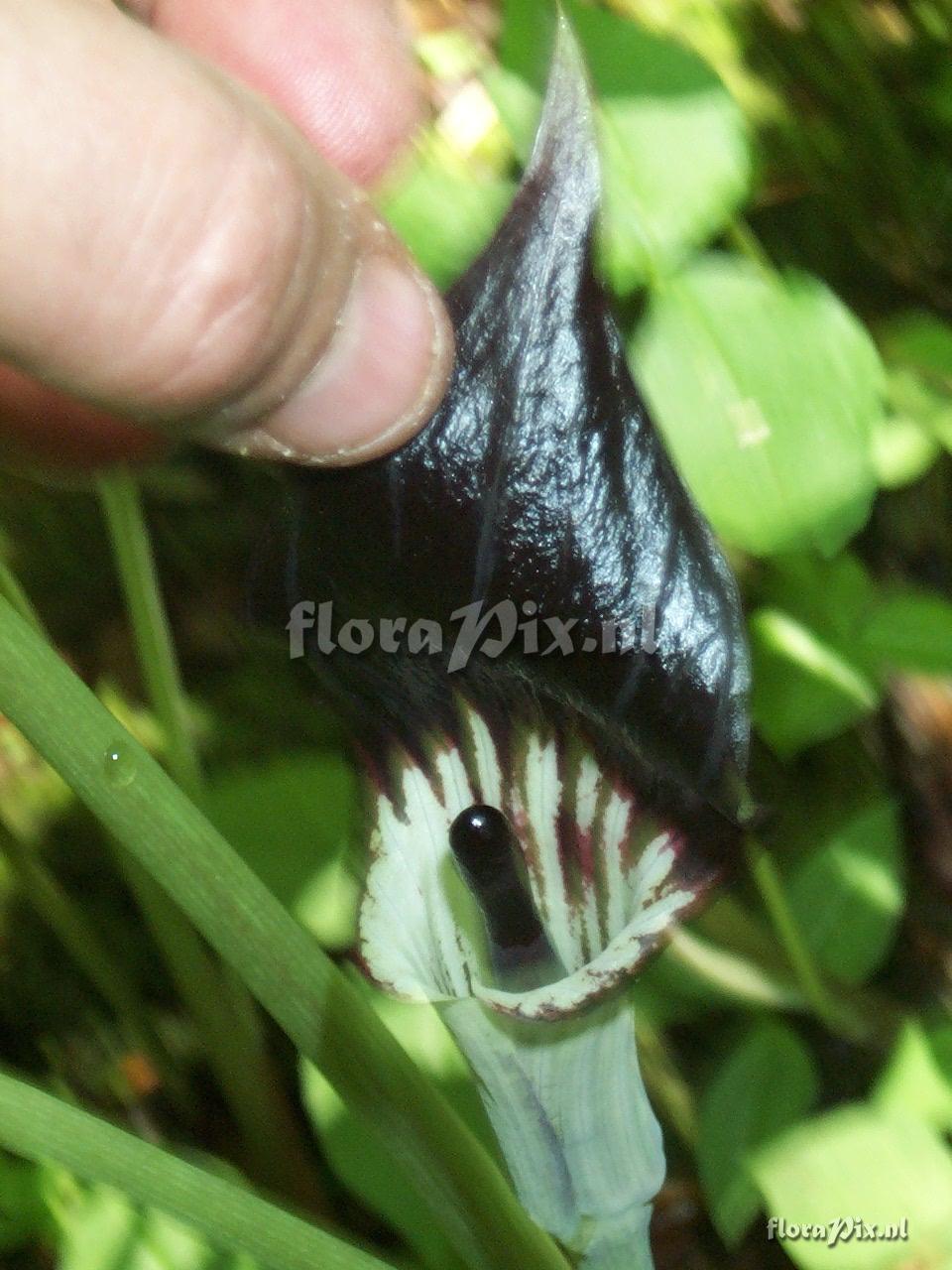 Arisaema triphyllum ssp. pusillum interior-1