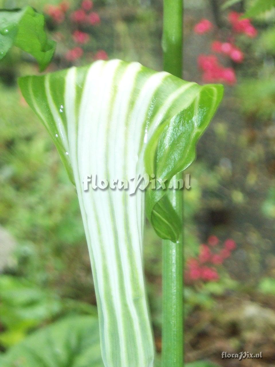 Arisaema triphyllum ssp. stewardsonii