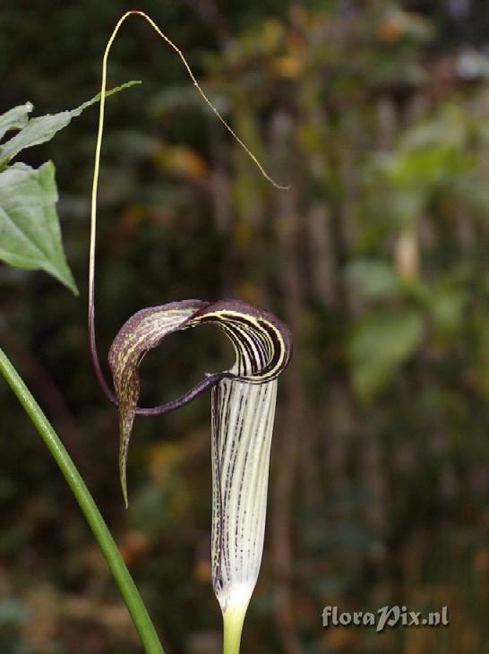 Arisaema thunbergii ssp. autumnale