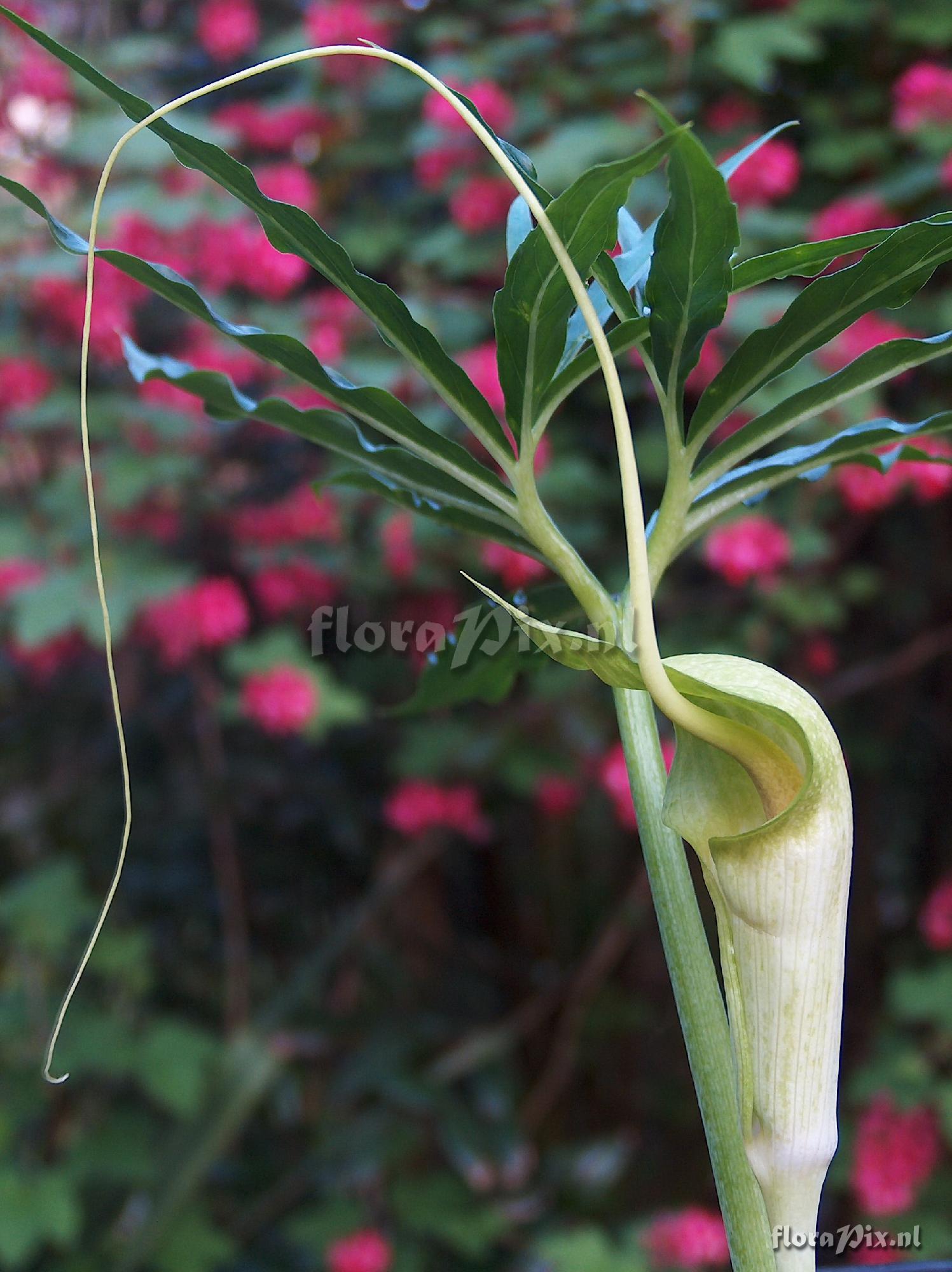 Arisaema thunbergii ssp. urashima