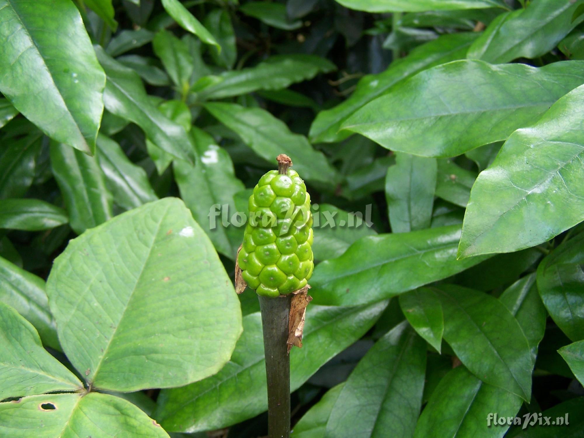 Arisaema ternatipartitum